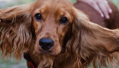 cocker spaniel