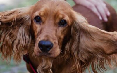 cocker spaniel